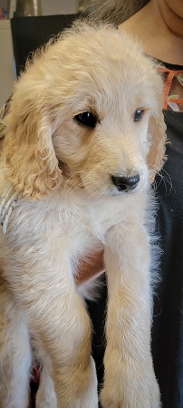 Older goldendoodles shop for adoption